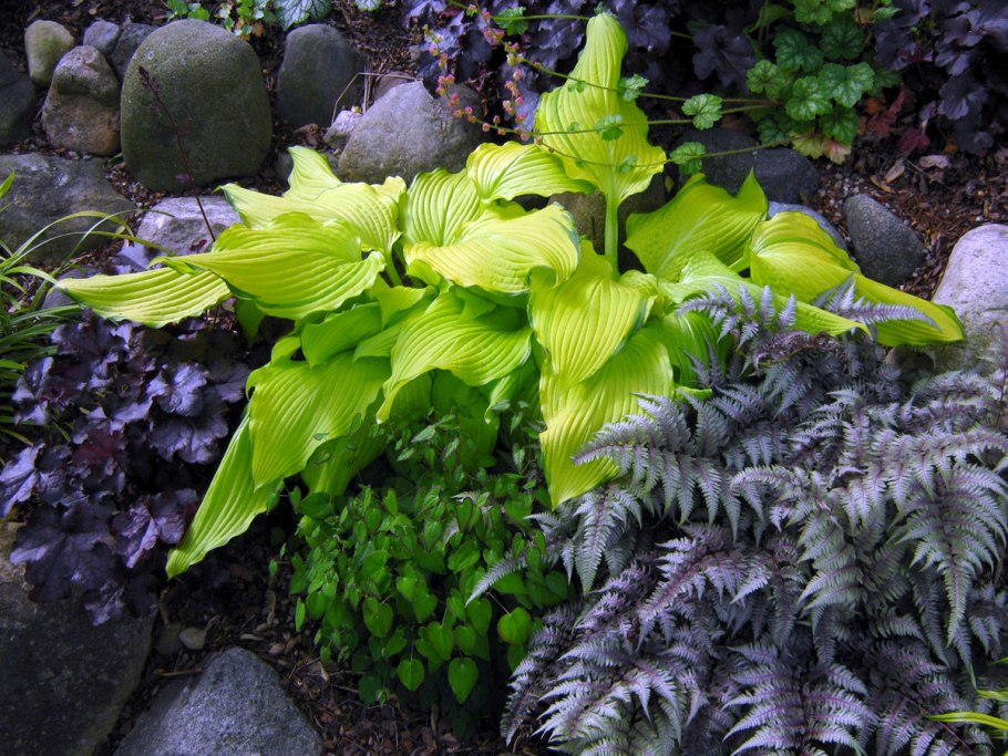 Страусник обыкновенный