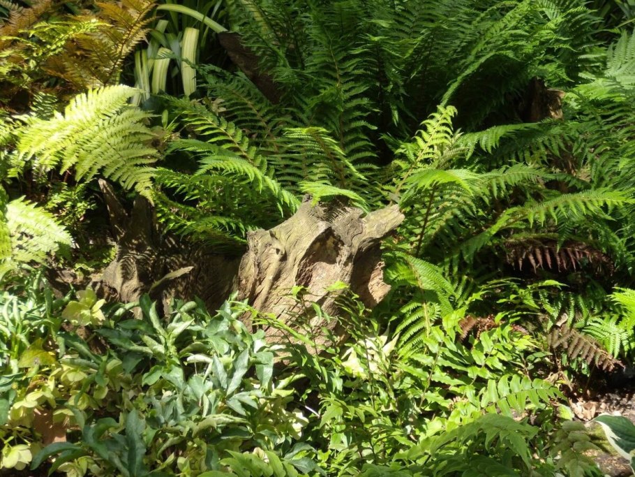 Dryopteris marginalis