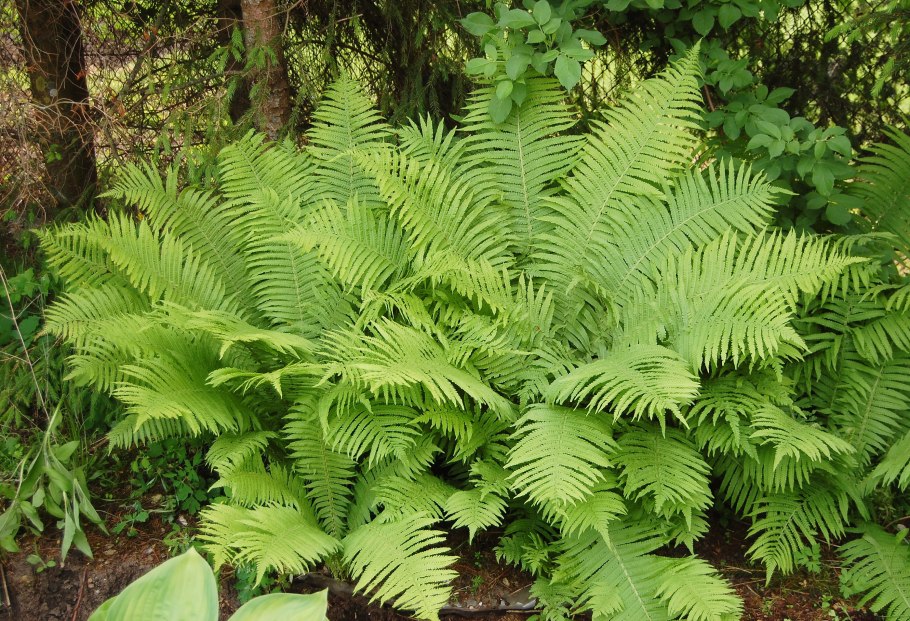 Папоротник страусник