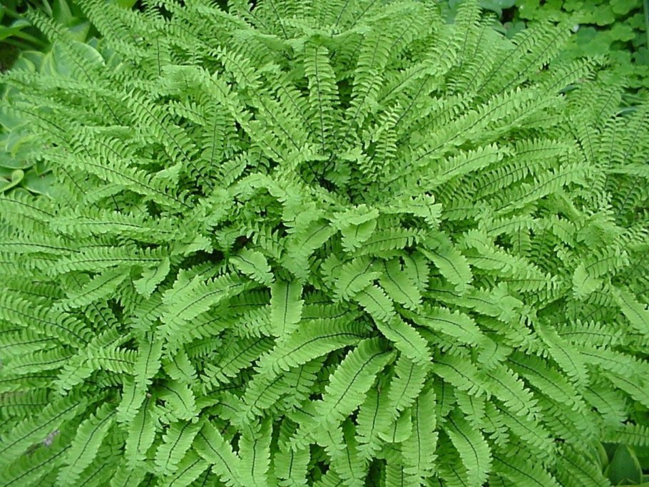 Папортник "Plume Fern Green"