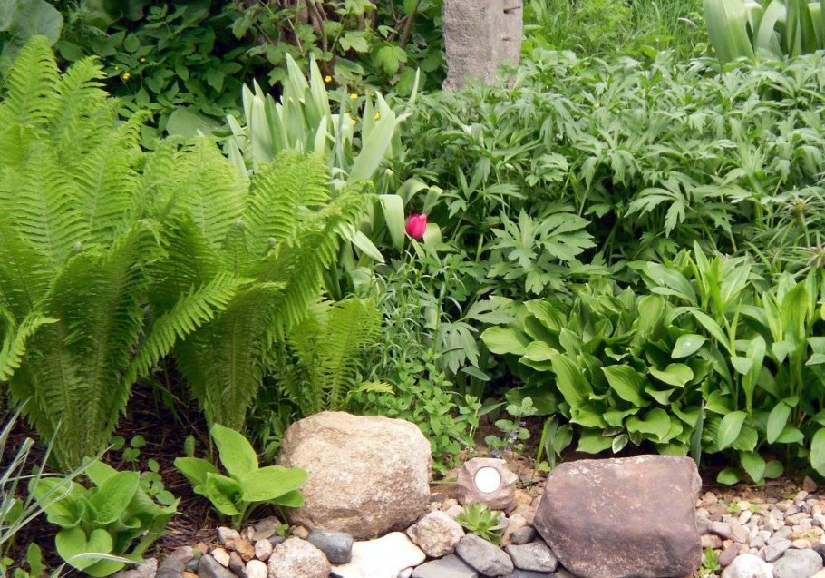 Лесной папоротник страусник