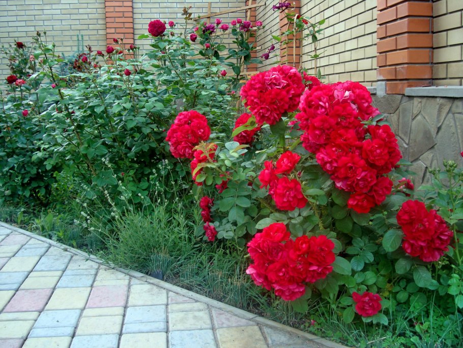 Роза канадская Хансаланд
