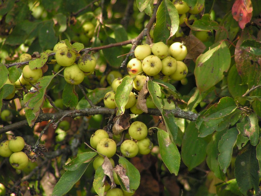 Груша обыкновенная (Pyrus communis)
