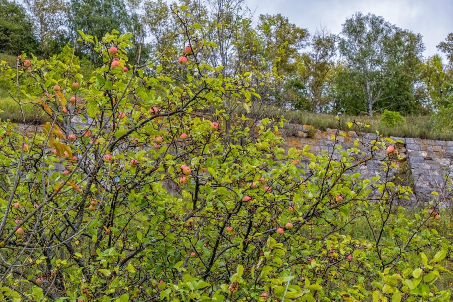 Лесная груша дичка