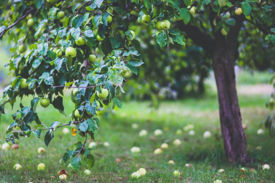 Яблоня Дикая Лесная