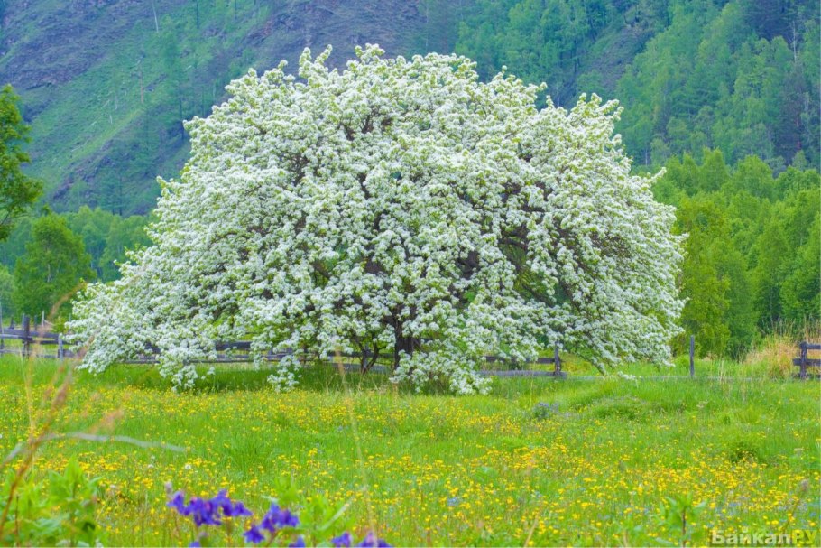 Колючки дикой груши