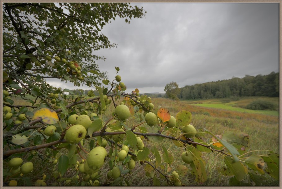 Яблоня / Malus Sylvestris