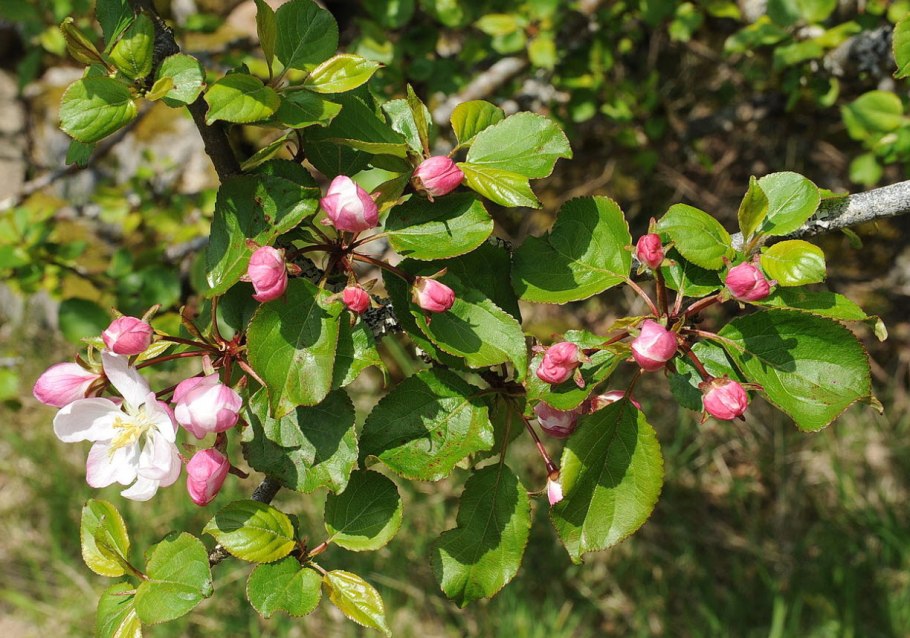 Дичка яблоня цветет