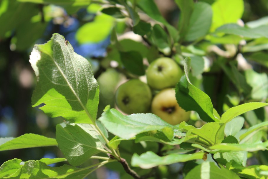 Груша Уссурийская Pyrus ussuriensis Maxim
