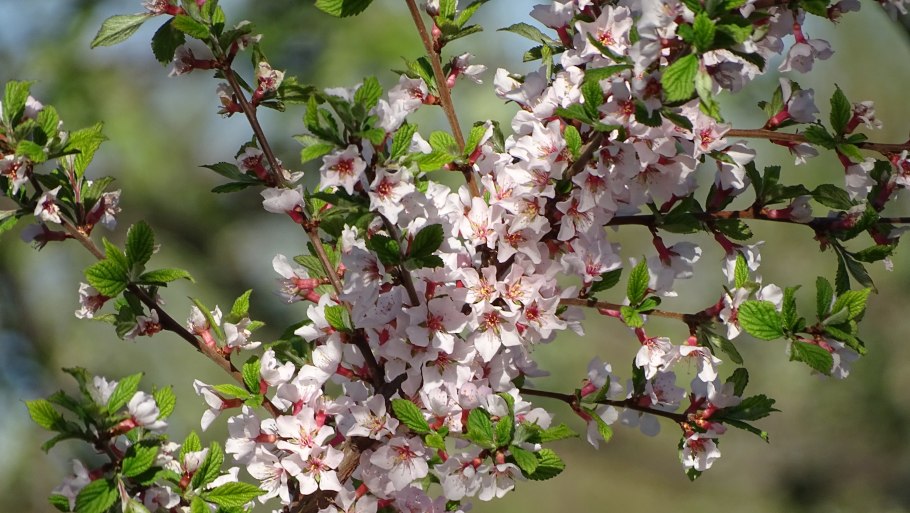 Яблоня Дикая Лесная дерево