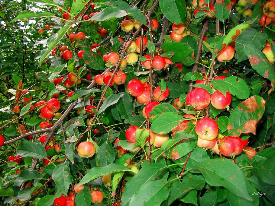 Яблоневый цвет Malus