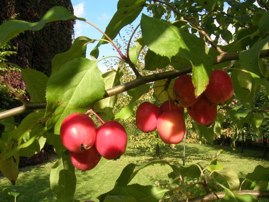 Яблоня Лесная Malus Sylvestris