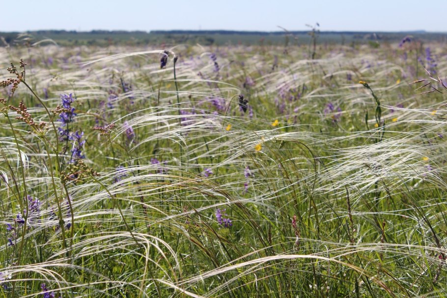 Центрально-Черноземный заповедник Курск