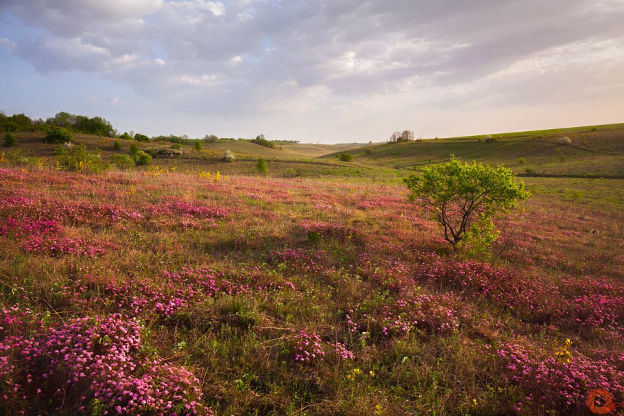 Ковыль лесостепь