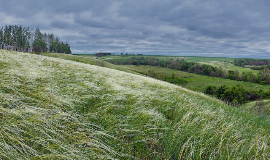 Луговые степи Самарской области