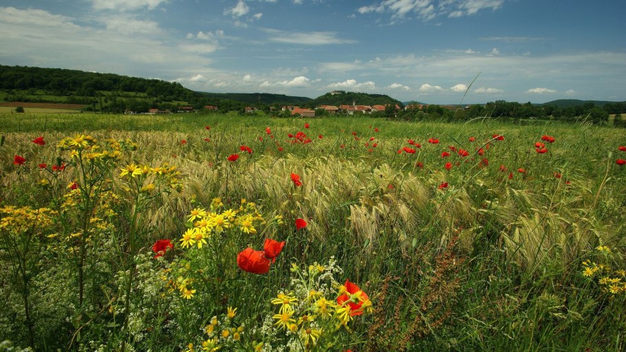 Полевая метельчатая трава