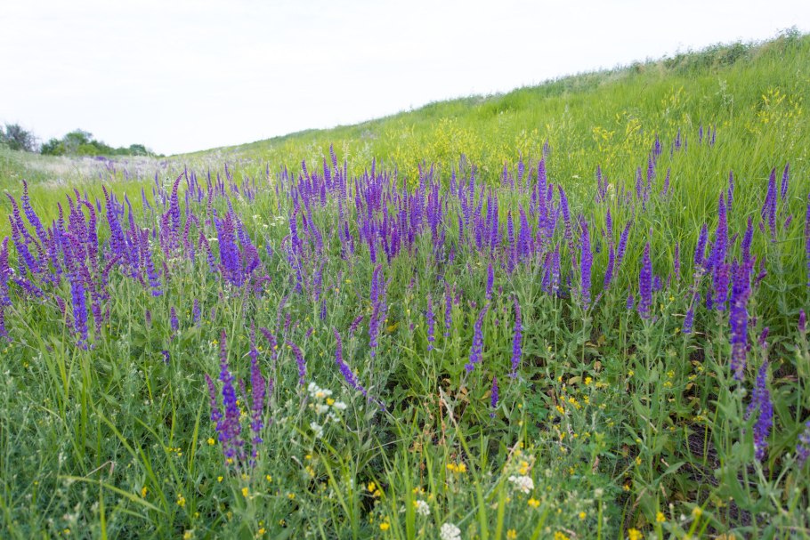 Палусские Луга