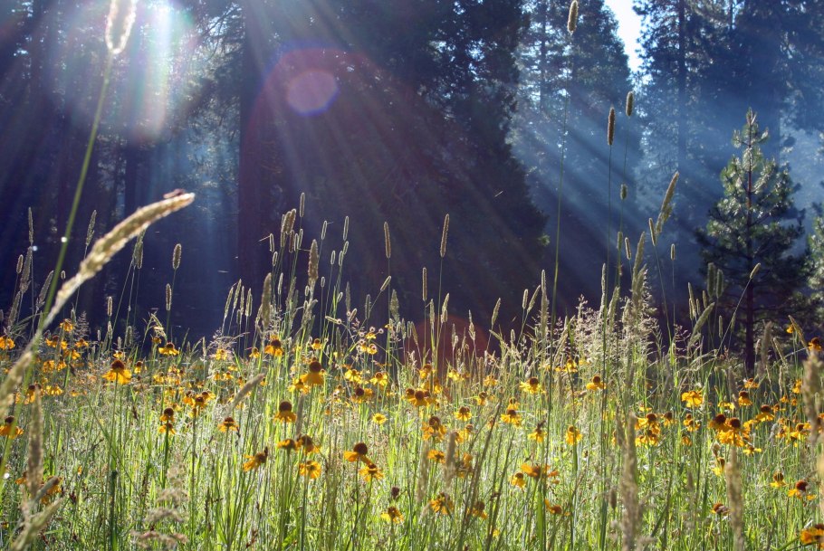 Ковыль Луговой