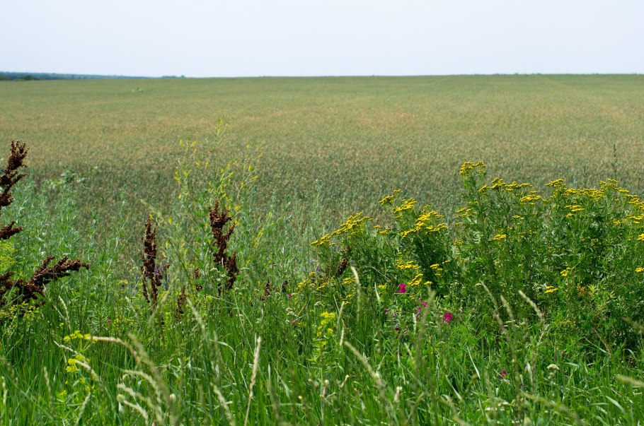 Забайкалье цветы саранки