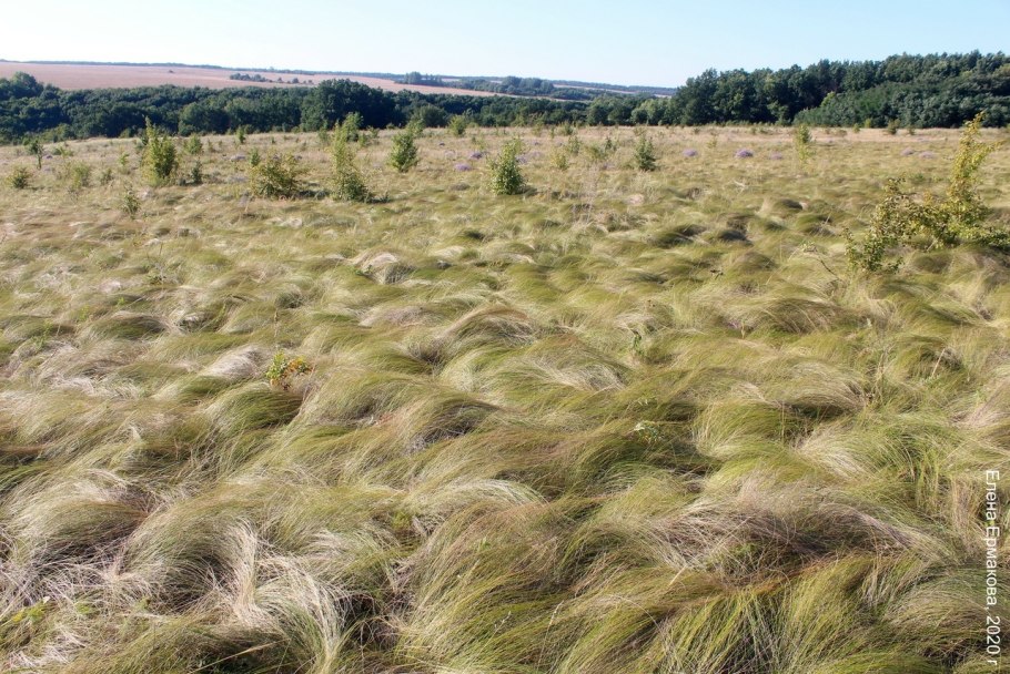 Прострел весенний сон-трава