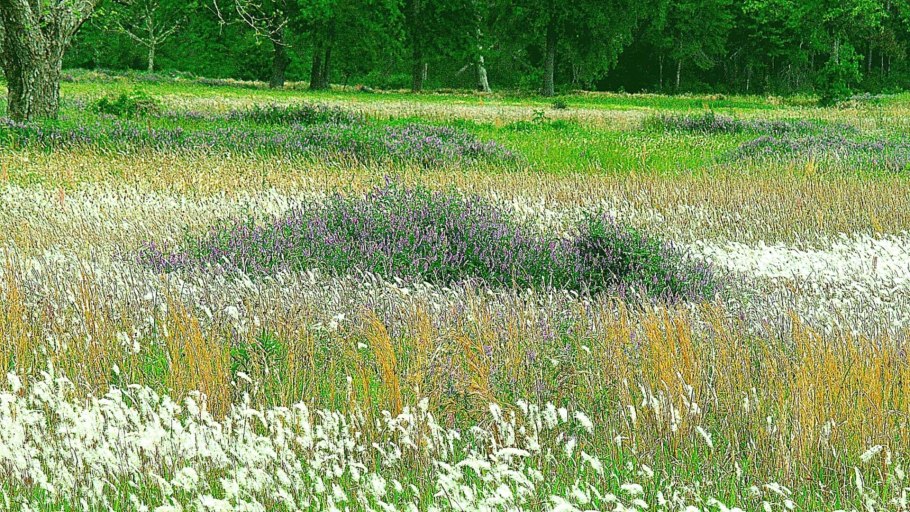 Шалфей Луговой медонос