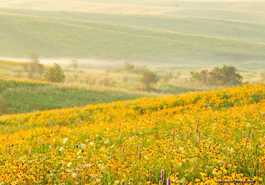 Шалфей в Ростовской области