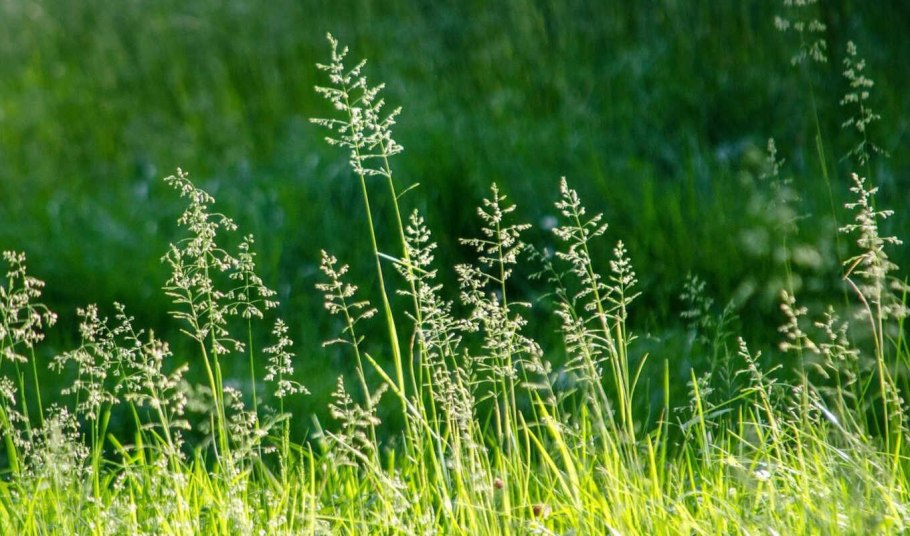 Хрипунская степь Воронежская область