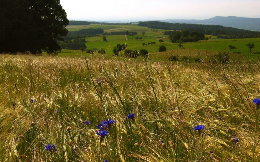 Растительность Краснодарского края степи