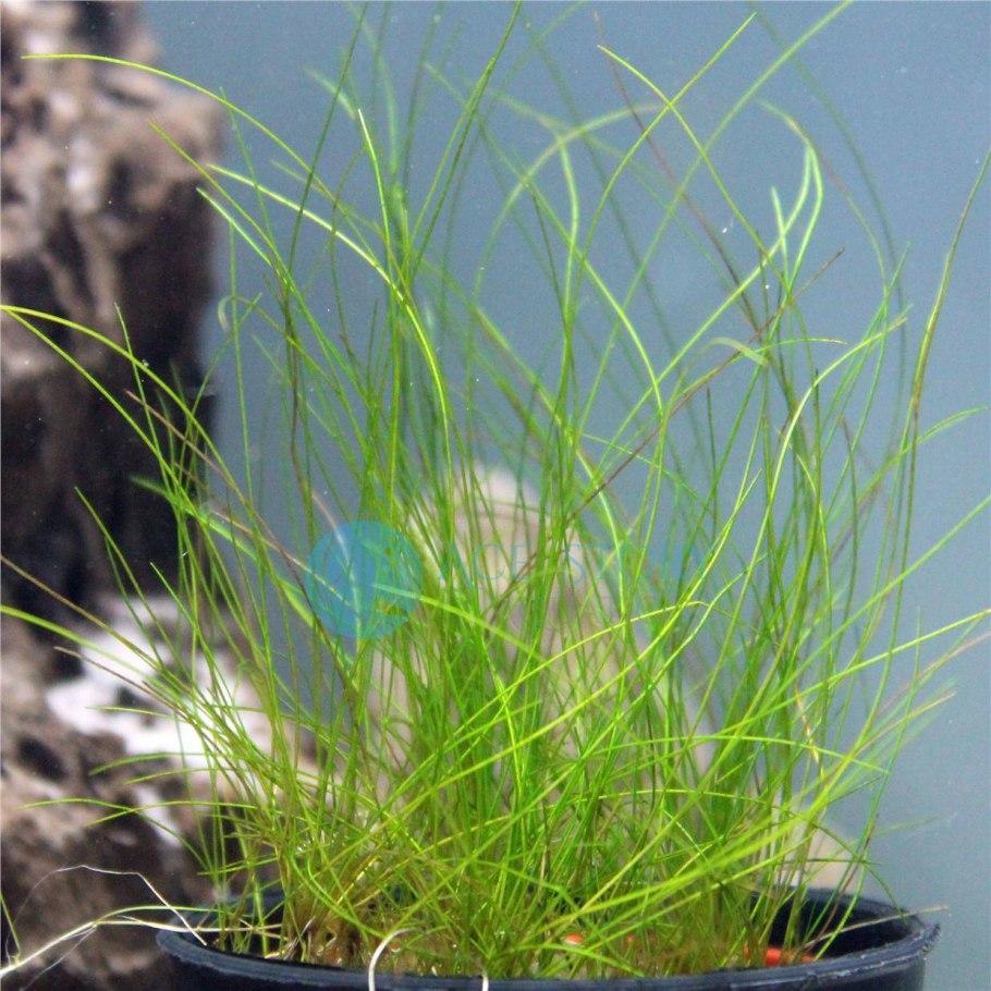 Элеохарис Ацикулярис Eleocharis acicularis