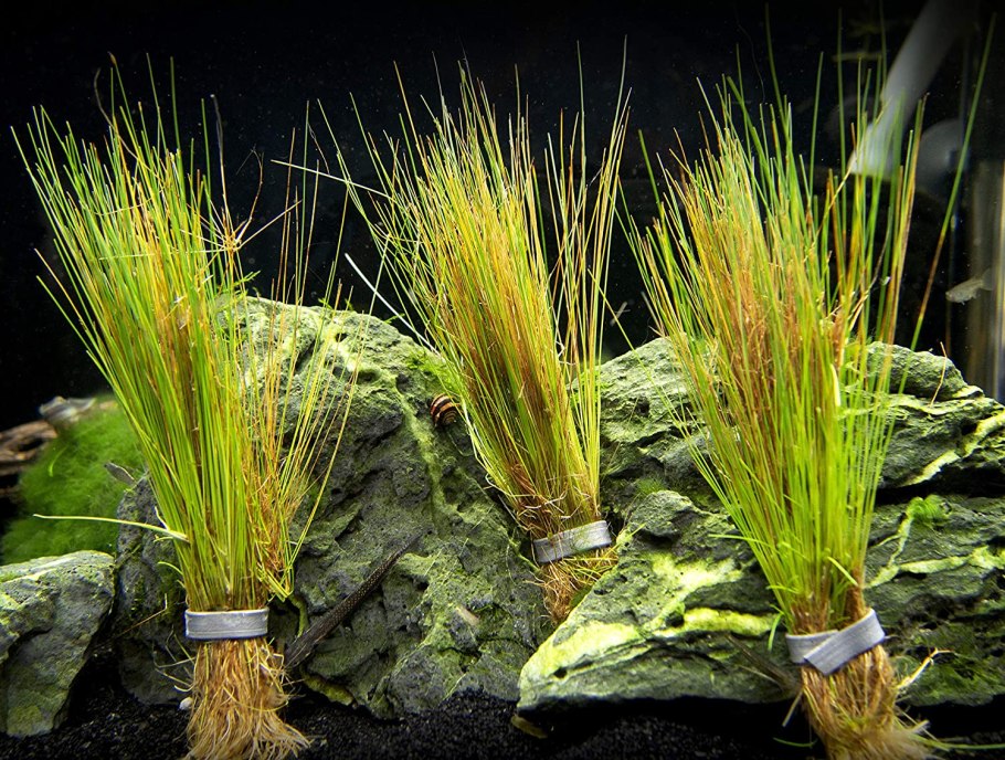 Eleocharis acicularis