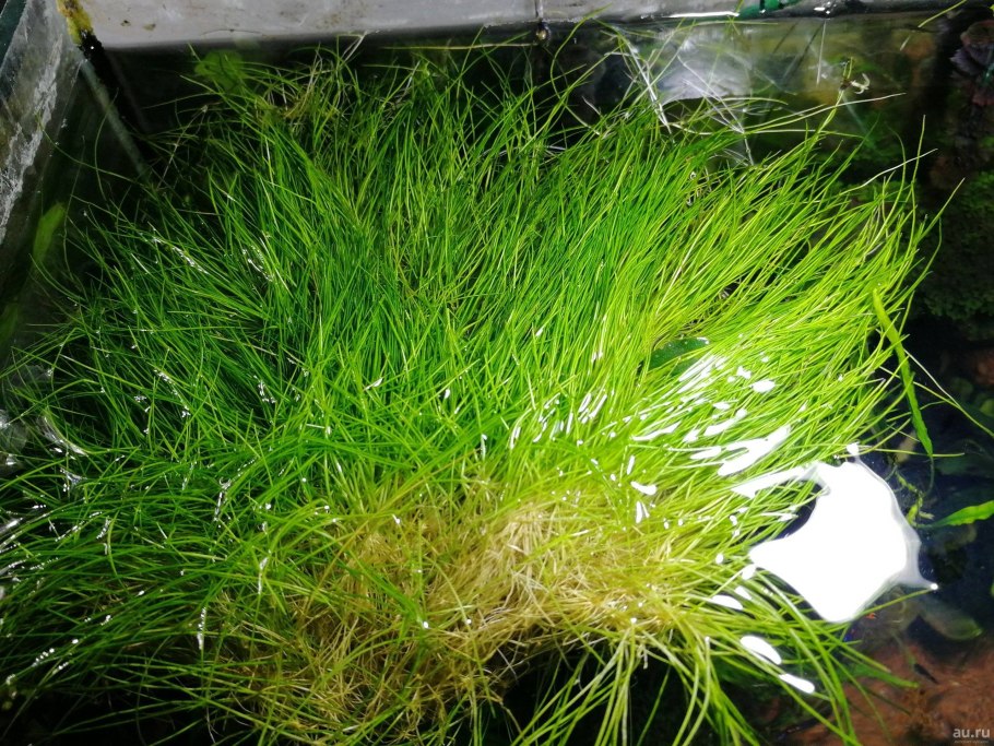 +"Eleocharis pusilla"