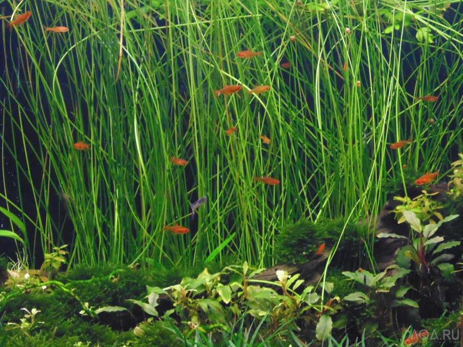 Элеохарис мини Eleocharis SP Mini