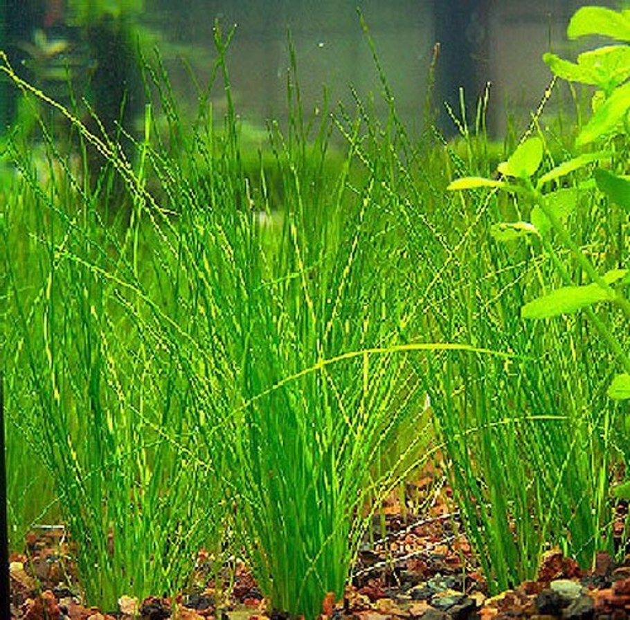 Болотница Болотная Eleocharis palustris