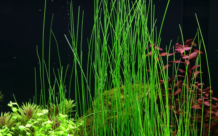 Элеохарис парвула (Eleocharis parvula)