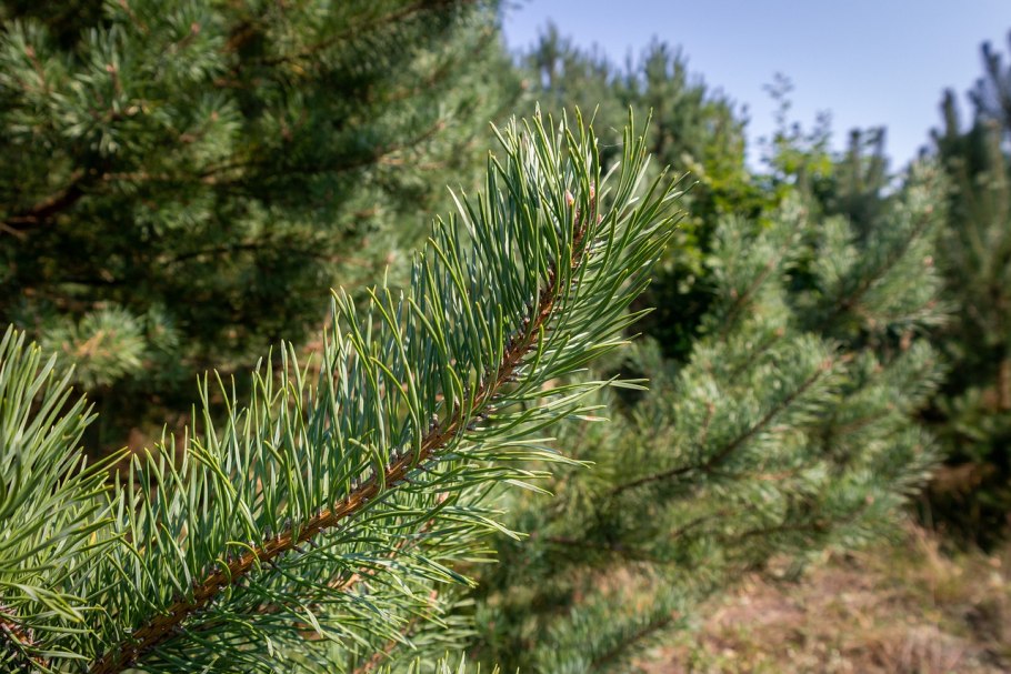 Хвоинки сосны