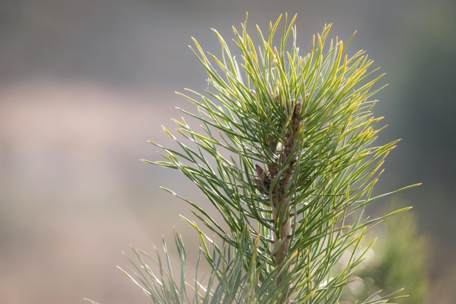 Хвоинки сосны обыкновенной