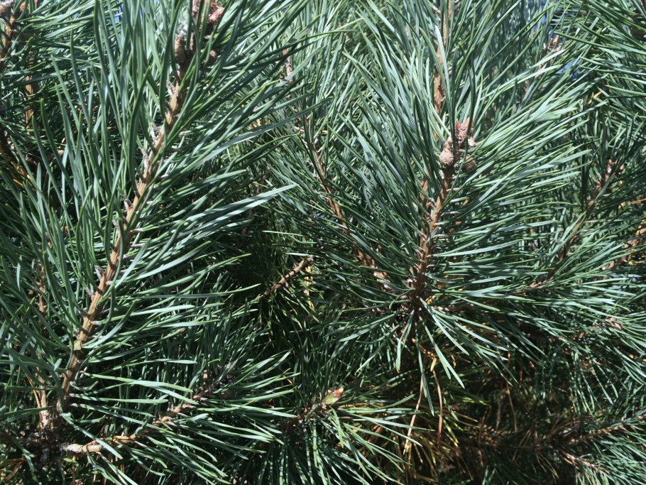 Хвоя сосны обыкновенной