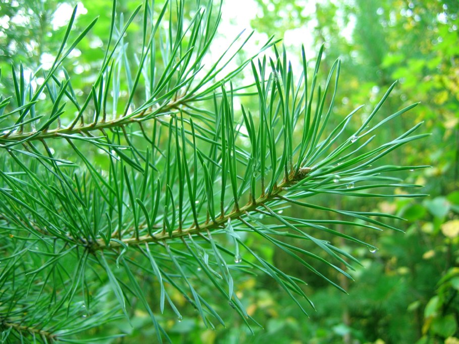 Хвоинки сосны