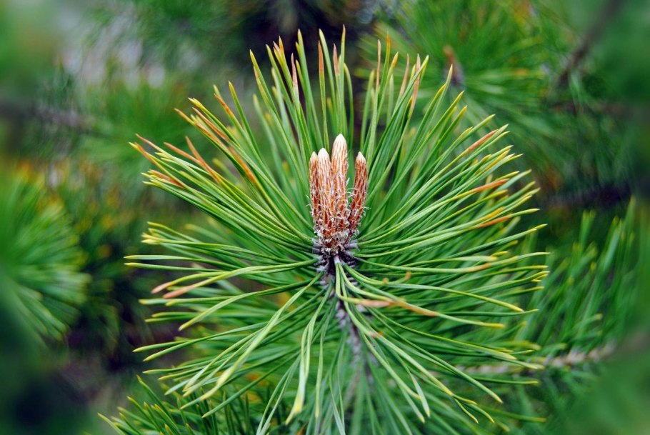 Хвоинки сосны обыкновенной