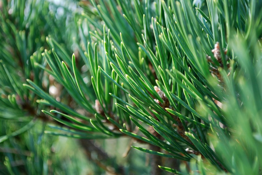 Хвоинки сосны обыкновенной