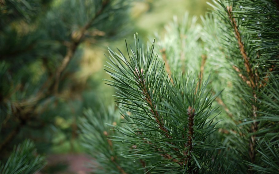 Сосна обыкновенная Typ Norwegen