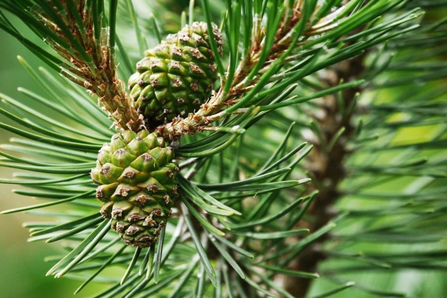 Хвоинки сосны