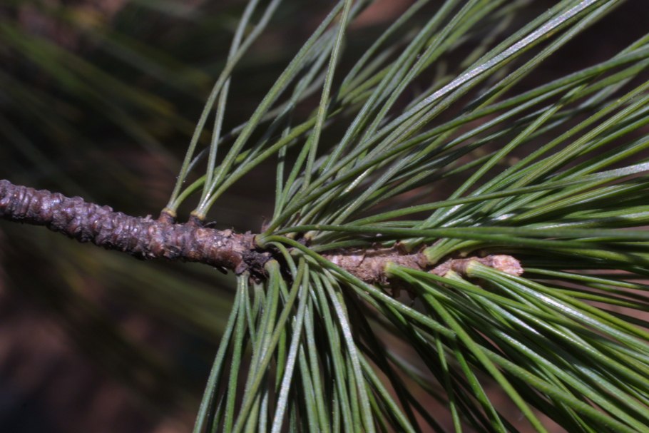 Кедр голосеменное растение