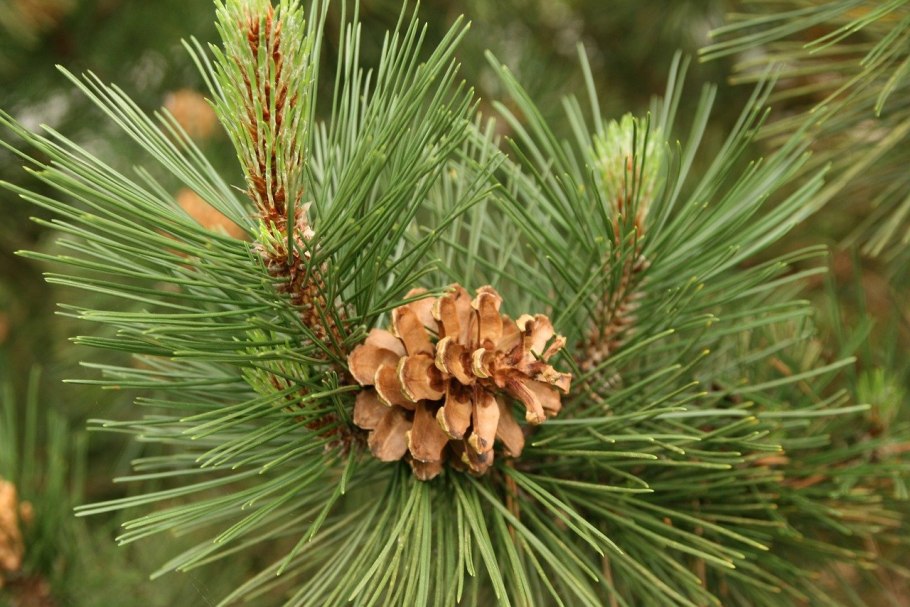 Сосна обыкновенная Pinus Sylvestris