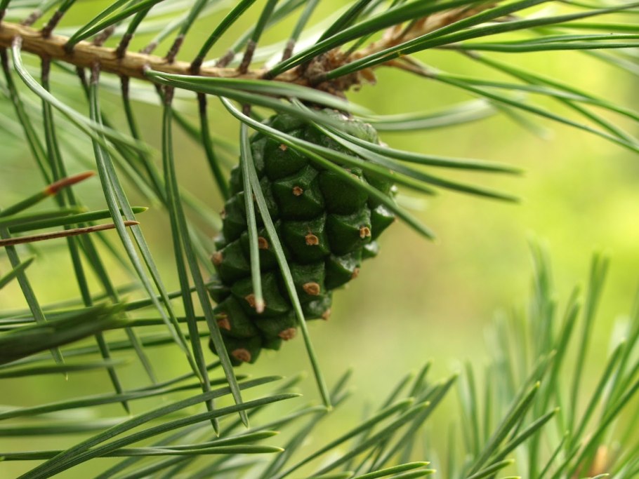 Хвоя сосны обыкновенной(Pinus Sylvestris)
