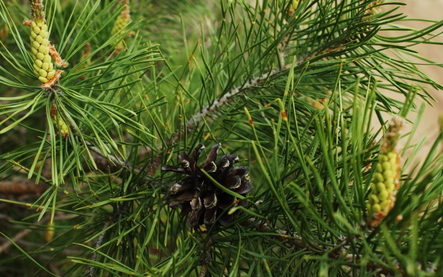 Хвоя сосны обыкновенной