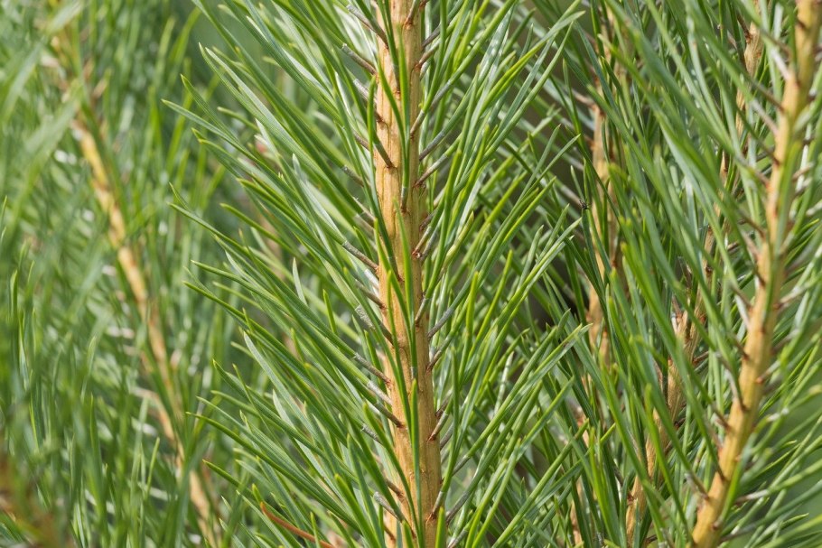 Сосна обыкновенаяхвои