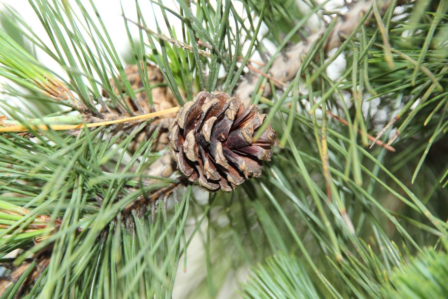 Pinus Sylvestris ветка