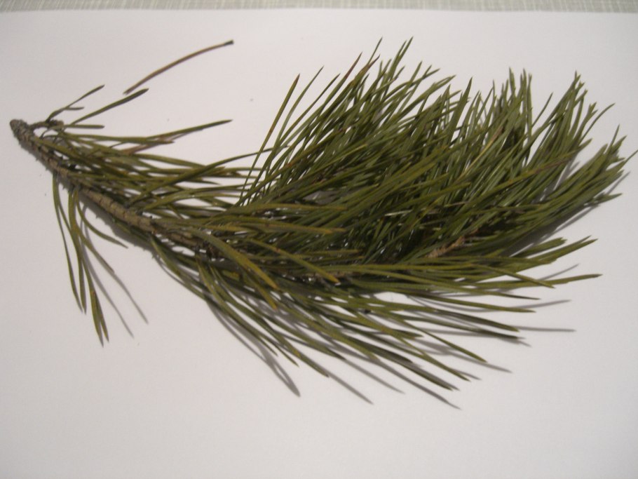 Голосеменные сосна обыкновенная