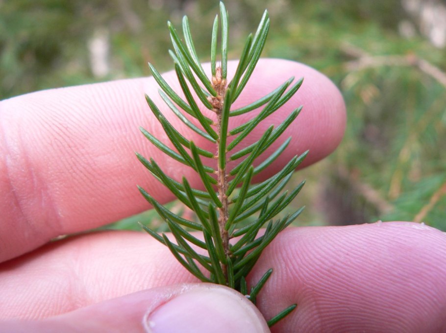 Ель обыкновенная хвоинки